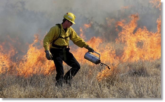 Buffelgrass goes up in flames in controlled burn in southeast Tucson    