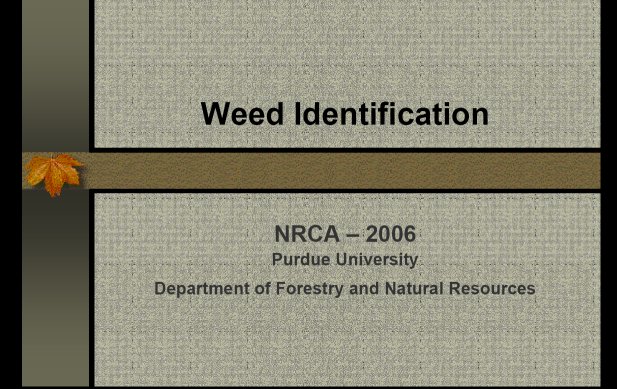 Weed Identification Purdue University NRCA 2006