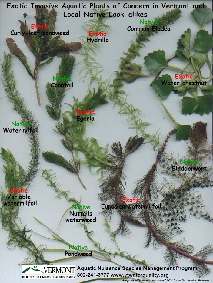 Exotic Invasive Aquatic Plants in Vermont and Look-alikes - Click Image to Close